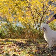 Mable - Clumber Spaniel