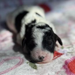 Carol - Parti female Goldendoodle puppy in Jacksonville, Florida from Dandelion Doodles