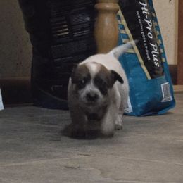 Bunny - Red speckled female Australian Cattle Dog puppy in Canton, Pennsylvania from DNB Heelers