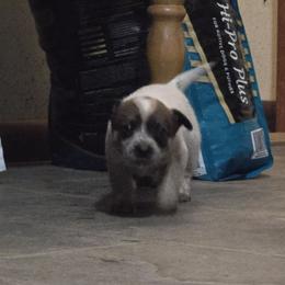 Bunny - Red speckled female Australian Cattle Dog puppy in Canton, Pennsylvania from DNB Heelers
