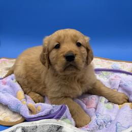 Boy 1 - Dark golden male Golden Retriever puppy in Spanaway, Washington from 11 Oaks Kennels