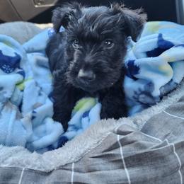 Scottish Terrier Puppies from Casie Scottish Terriers