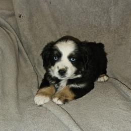 Girl 1 - Black tri-color female Australian Shepherd puppy in Kingman, Arizona from Waggin Bow Mini Aussies