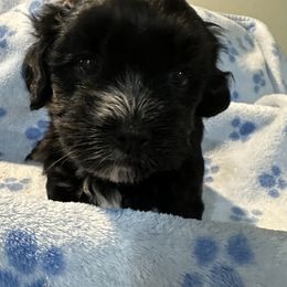Boy 1 - Black and white Havanese puppy in Calabash, North Carolina from Lancaster's of Gold Canyon Havanese