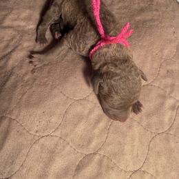 Dark pink girl - Brown female Chesapeake Bay Retriever puppy in Houston, Texas from Monarch Chesapeakes