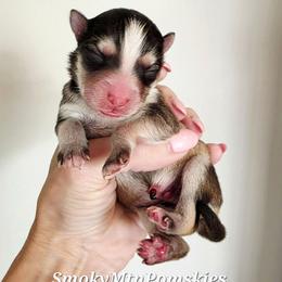 Boy 1 - Black and white male Pomsky puppy in Christiana, Tennessee from Smoky Mountain Pomskies