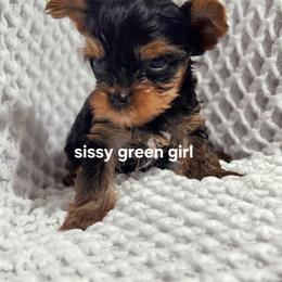 SB green girl - Blue and gold female Yorkshire Terrier puppy in Alburnett, Iowa from Hobbs Shire Yorkies
