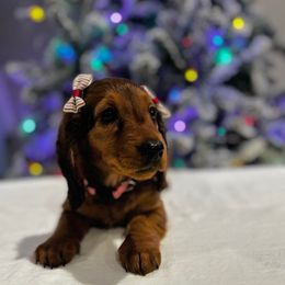 Aspen - Red female Dachshund puppy in Athens, Alabama from Weidenthal Dachshunds