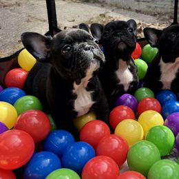 Girl 2 - French Bulldog puppy from Deolin