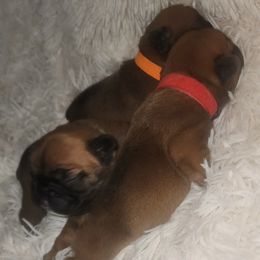French Bulldog Puppies from Ma Chérie French Bulldogs