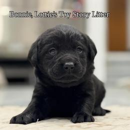 Bonnie - Black female Labrador Retriever puppy in Owosso, Michigan from Bennington Retrievers