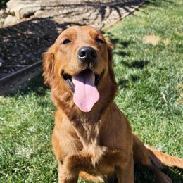 Golden Retrievers from Coppertown Retrievers