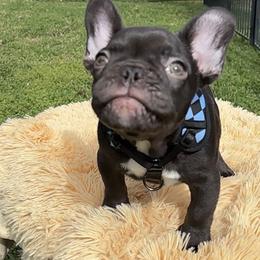 Hudson - Black male French Bulldog puppy in Porter, Texas from Whatabulldog