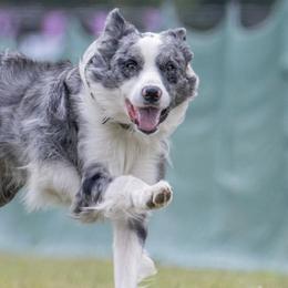 Border Collies and Papillons from Evolution Sport Dogs