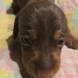 AKC Spanky - Chocolate and tan male Dachshund puppy in Onalaska, Texas from Weenies on the Lake
