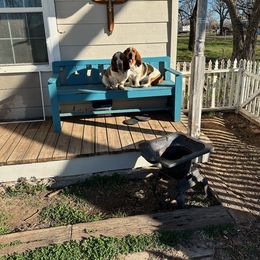 Basset Hound All Grown Up from Hazard Hound Kennels