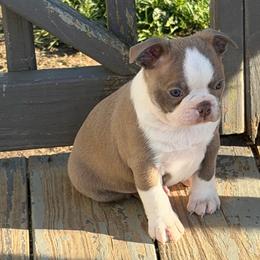 Boston Terrier puppies from Twist of Faith Farms