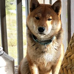 Ren - Shiba Inu