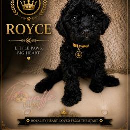Royce - Black male Poodle puppy in Spring Lake, North Carolina from Pawriffic Pups