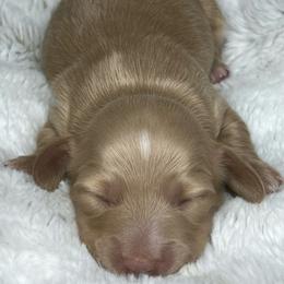 Cream boy - Cream male Dachshund puppy in Payette, Idaho from NT Mini Doxies