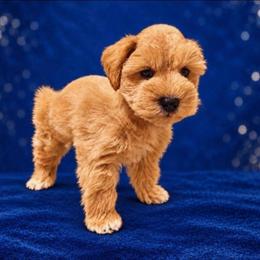 Copper 7 weeks - White male Miniature Schnauzer puppy in Lumberton, Texas from 1 Smart Choice Schnauzers Babies
