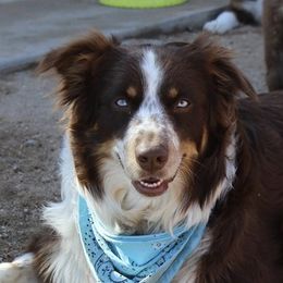 Cherry - Australian Shepherd