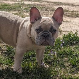 Boy 1 Blue - Fawn French Bulldog puppy in Ludowici, Georgia from Floridian Frenchies of Georgia