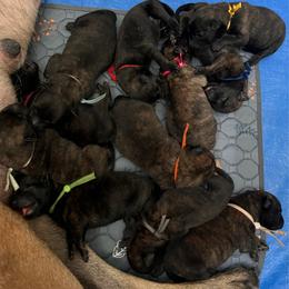 Green - Black brindle male Dutch Shepherd puppy in Raceland, Louisiana from Fontana Farm