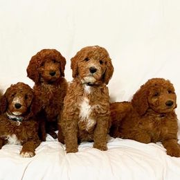 Goldendoodles from Razzle Dazzle Doodles TN