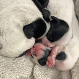 Companion Cross Puppies from Puppies Full of Love