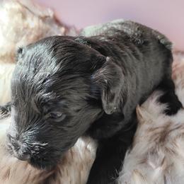 Ember - Black female Labradoodle puppy in Apache Junction, Arizona from Loving Doodle