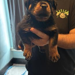 Girl 5 - Black and mahogany female Rottweiler puppy in Detroit, Michigan from Dark Storm Kennels