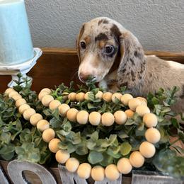 Toby - Piebald male Dachshund puppy in Keota, Oklahoma from Skyview Doxie Ranch