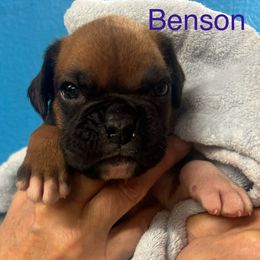 Benson - Fawn male Boxer puppy in Elyria, Ohio from Just-A-Wyn Boxers