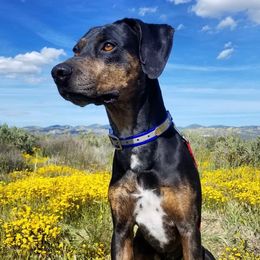 Ruger - Catahoula Leopard Dog