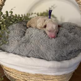 Purple - Cream female Poodle puppy in Twin Lake, Michigan from Paige's Poodles