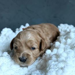 Red - Apricot female Australian Labradoodle puppy in Auburn, Washington from West Valley Labradoodles