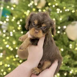 CRUMPIT - Chocolate male Cavalier King Charles Spaniel puppy in Jackson, Ohio from The Cavaliers at EAP Acres