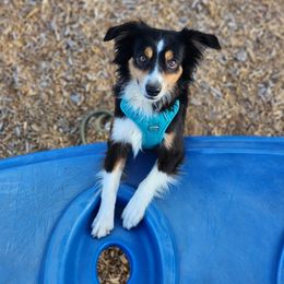 Buddy - Miniature Australian Shepherd