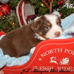 Miniature Australian Shepherd Puppies from JnT's Bluegrass Mini Aussies