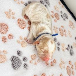 Almanzo - White male Cavapoo puppy in Hudson, Michigan from Haaspawz