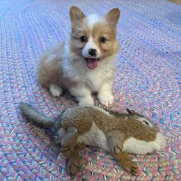 American Corgi and Pembroke Welsh Corgi Puppies from Co-Pilot Corgis