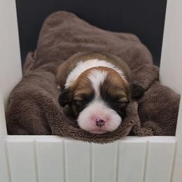 Penny(Galadriel) - Red female Pembroke Welsh Corgi puppy in Dickeyville, Wisconsin from J&R Shepherds & Corgis