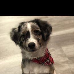Miniature Australian Shepherd and Pembroke Welsh Corgi Puppies from The Hoppers Back 40