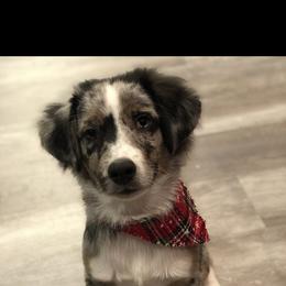 Miniature Australian Shepherd and Pembroke Welsh Corgi Puppies from The Hoppers Back 40
