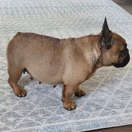 Scarlett - French Bulldog