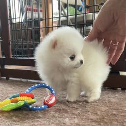 Pomeranian Puppies from Cream Puffs Pomeranians