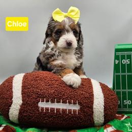 Dasher- Yellow collar - Blue merle female Bernedoodle puppy in Summerville, South Carolina from Channys Doodles
