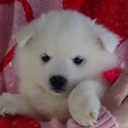PINK - Claude MONET - White female American Eskimo Dog puppy in Redlands, Ca, Usa, California from Tribe of Aryelle