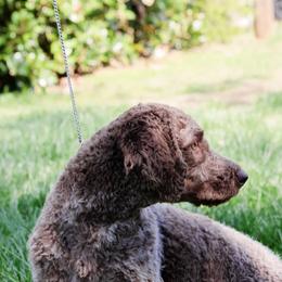 Lagotto Romagnolo puppies from HeartSpot Lagotti
